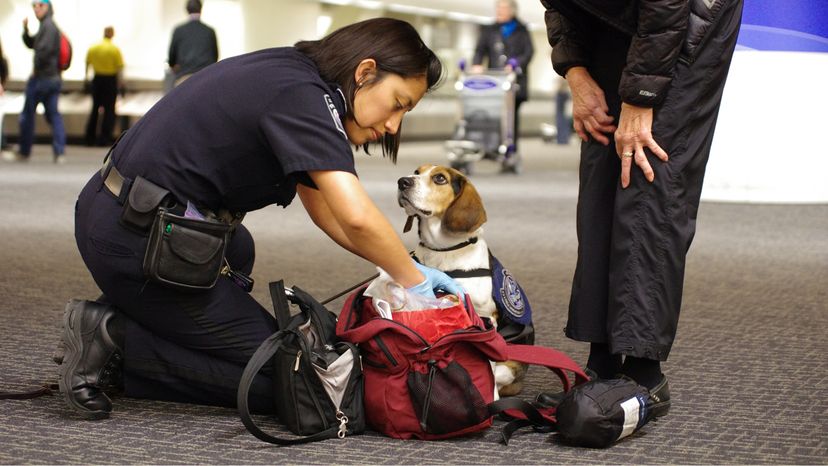 beagle brigade officer dog Tyco on the job