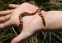 How to Set Up a Snake Tank