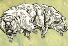 Tardigrade Mating Finally Caught on Camera, Is Suitably Weird