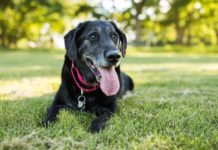 How to Tell How Old Your Dog Is