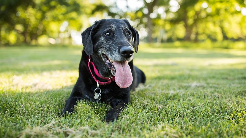 old Labrador retriever