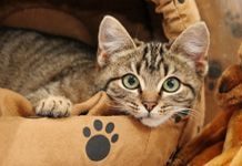 10 Essential Cat Travel Accessories