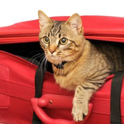 Your kitty needs something to carry all of her stuff on vacation, just as you do.