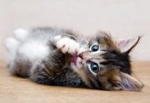 Pet Allergies: Keep Your Pets and Get Rid of Your Allergies