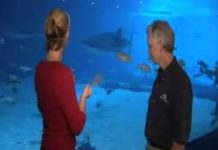 How to Set Up a Saltwater Aquarium