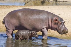 Hippos are magical creatures, but the notion that they produce pink milk might be a bit more complicated (and implausible) than previously suggested.