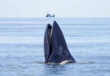 Has a whale ever swallowed someone alive?