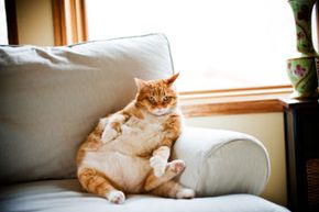 Is your pretty kitty also a fat cat? See more cat pictures.