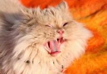 Home Remedies for Cats with a Cough